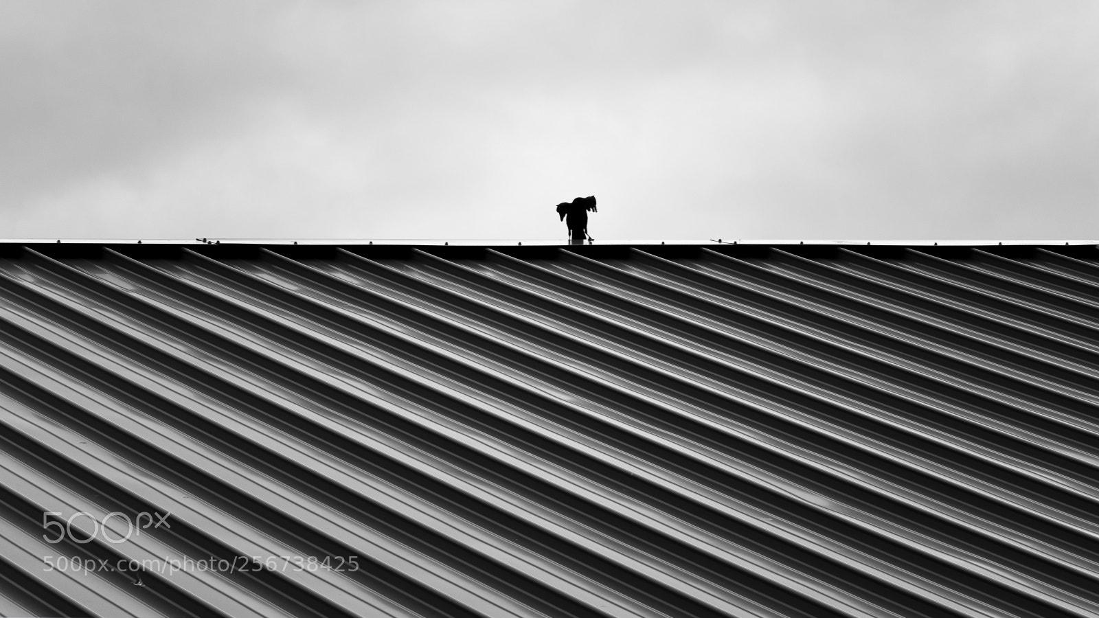 Fujifilm GFX 50S sample photo. Bird on a roof photography
