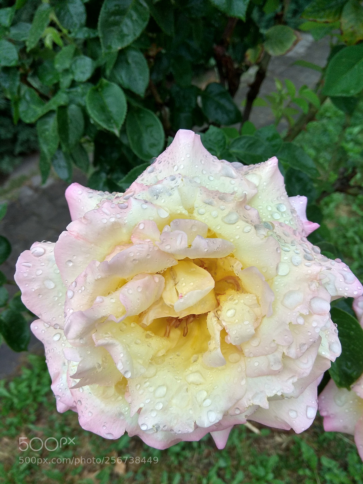 Xiaomi Redmi Note 4 sample photo. Rose in the rain... photography