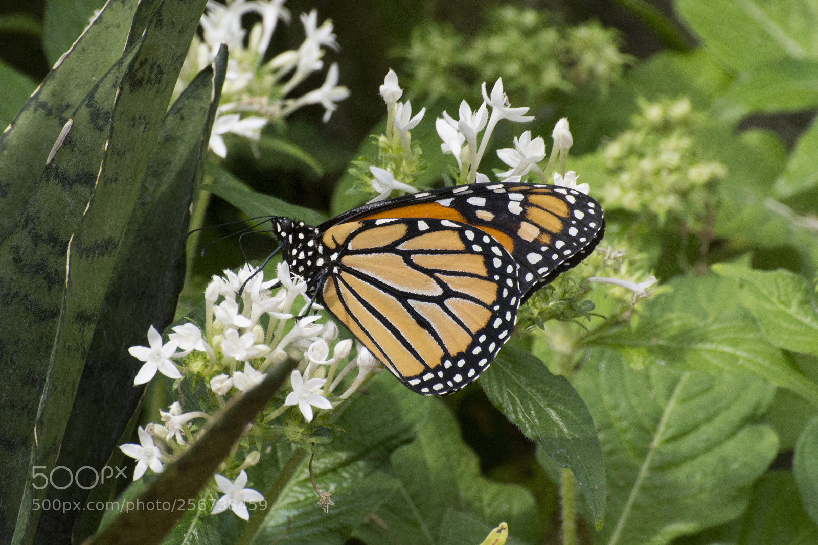 Nikon D7200 sample photo. Butterfly 2018-18 photography