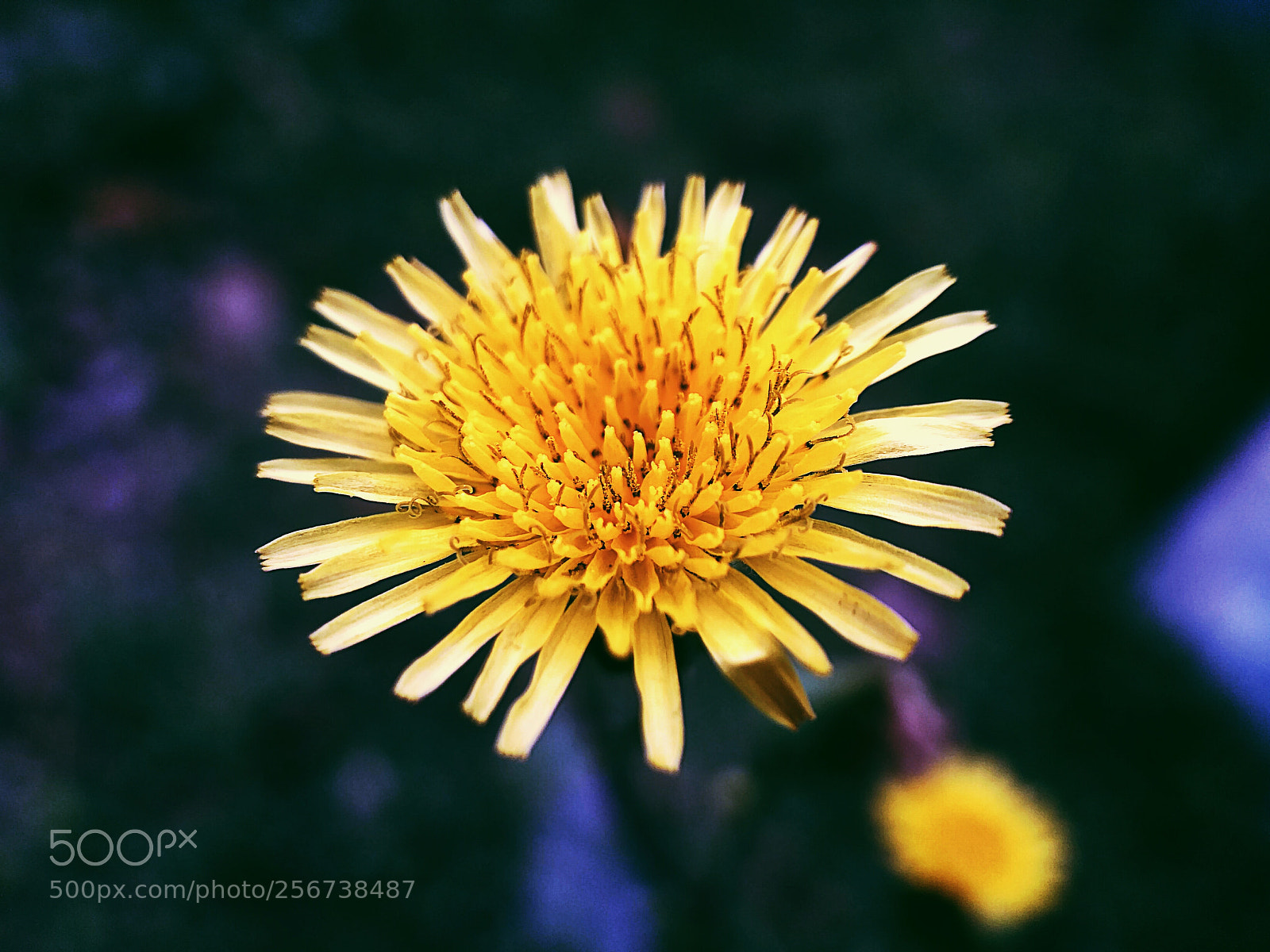 Xiaomi Redmi 3S sample photo. Yellow peace photography