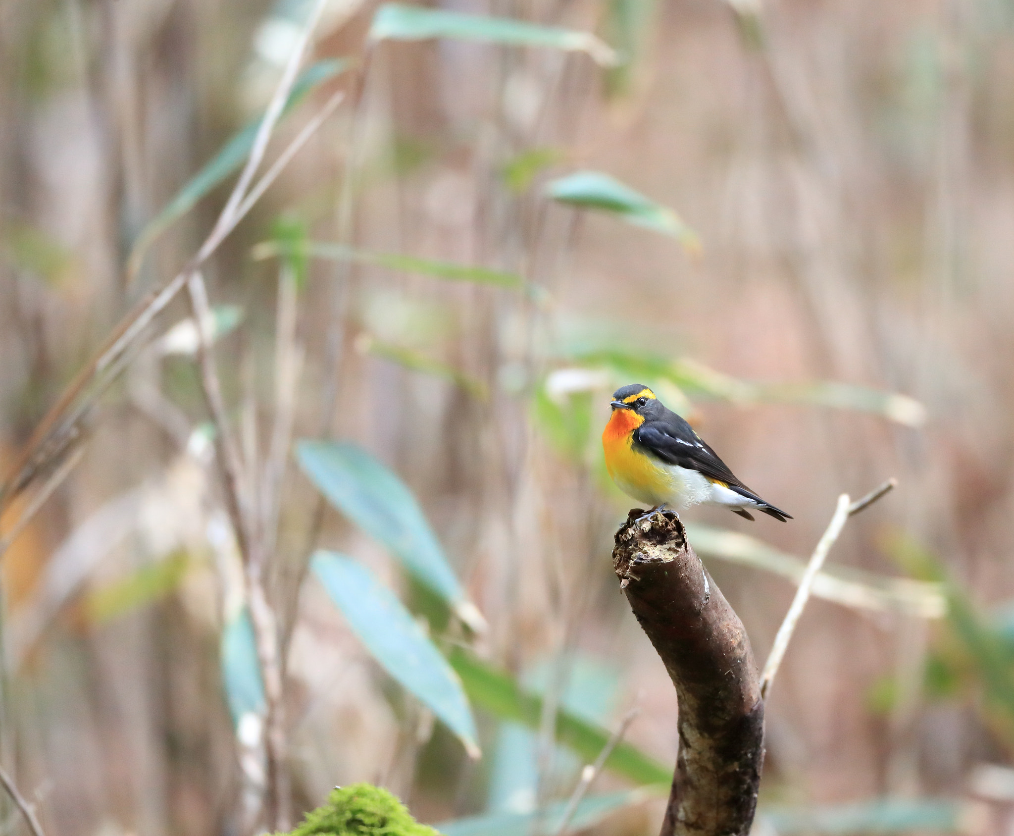 Canon EOS-1D X Mark II sample photo. キビタキ　narcissus flycatcher photography