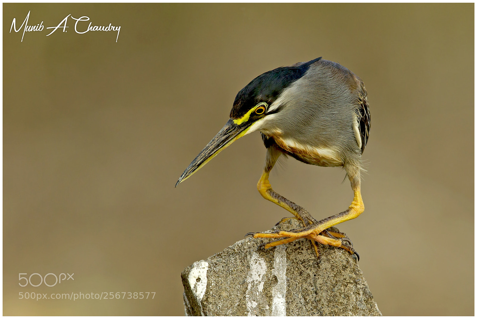 Canon EOS-1D Mark IV sample photo. The green heron! photography