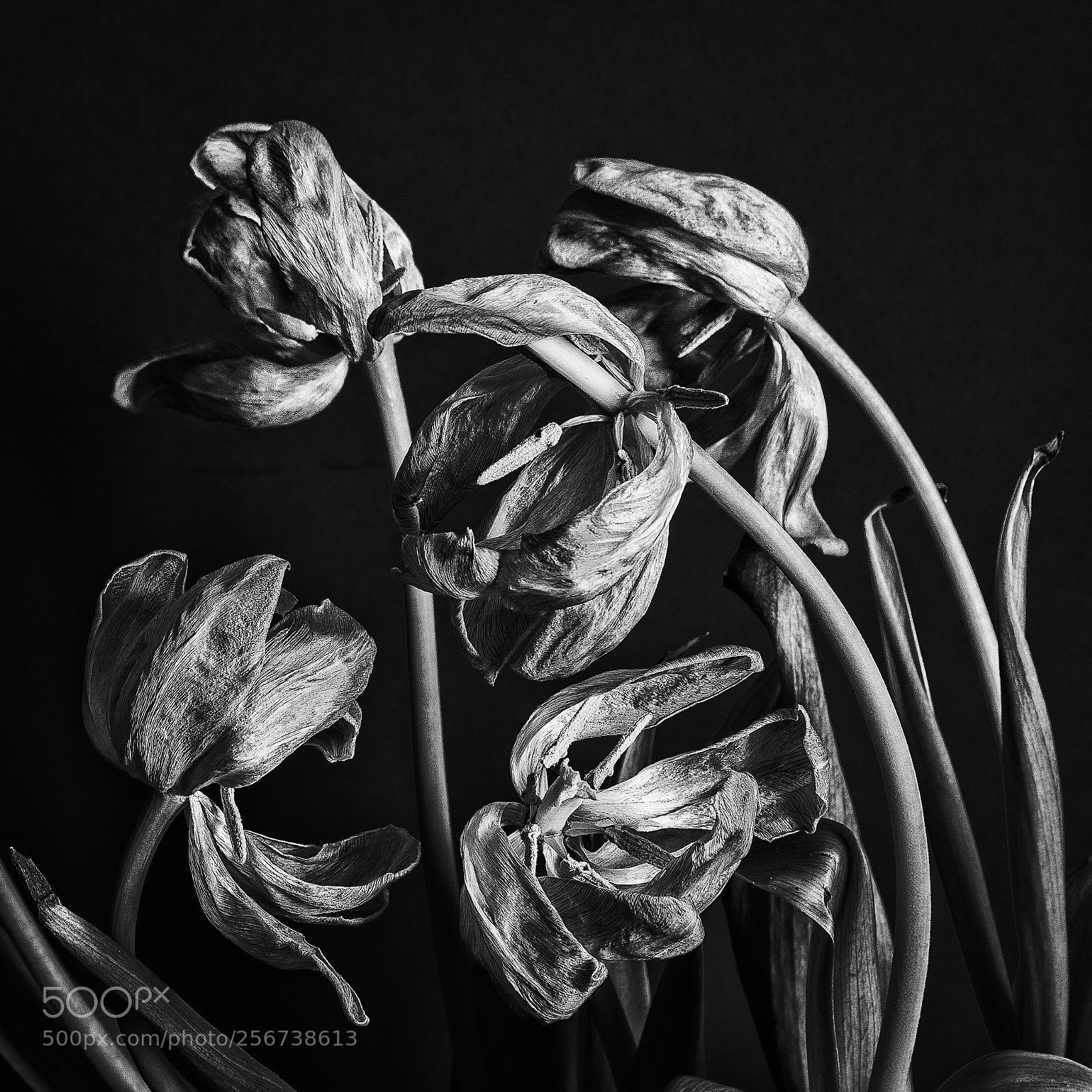 Canon EOS 40D sample photo. Passage of time (allegory) photography