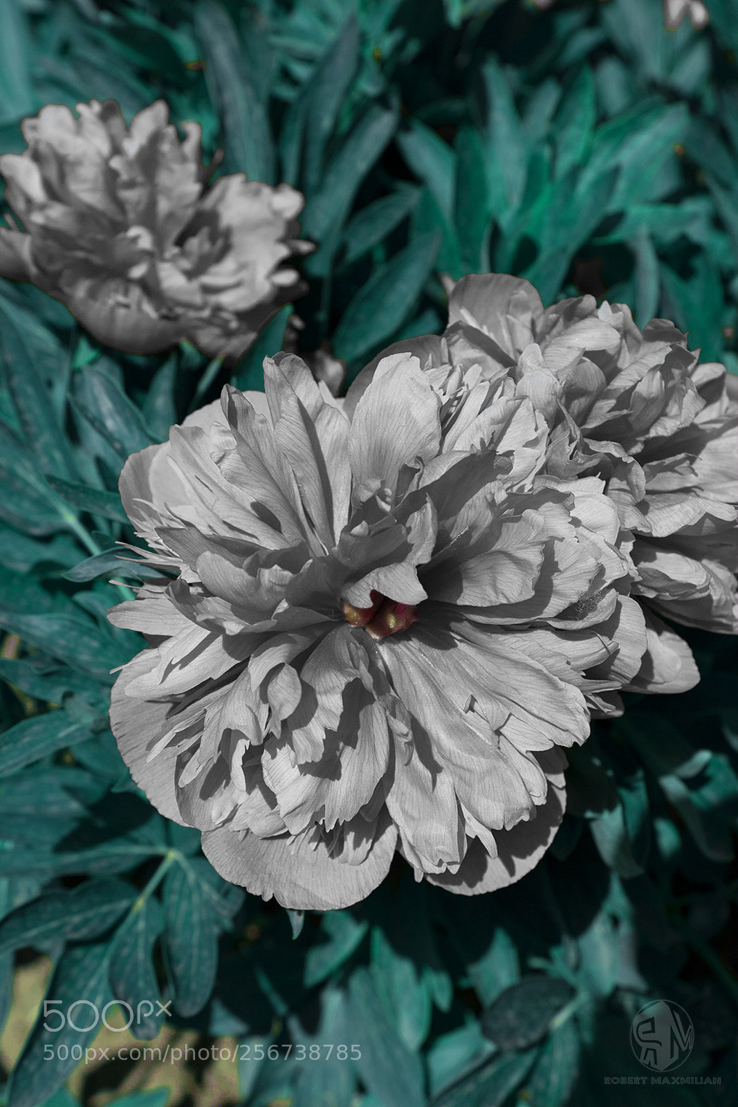 Canon EOS 1300D (EOS Rebel T6 / EOS Kiss X80) sample photo. Mese vir g 3 photography