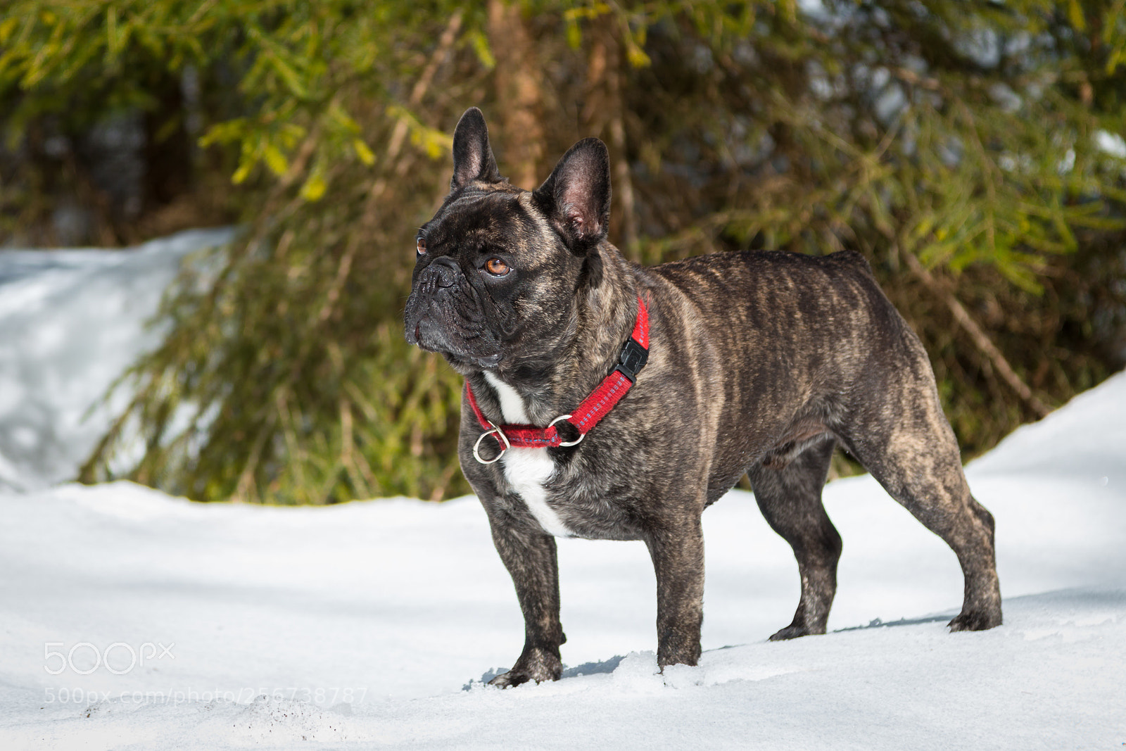 Canon EOS 70D sample photo. Is what? photography