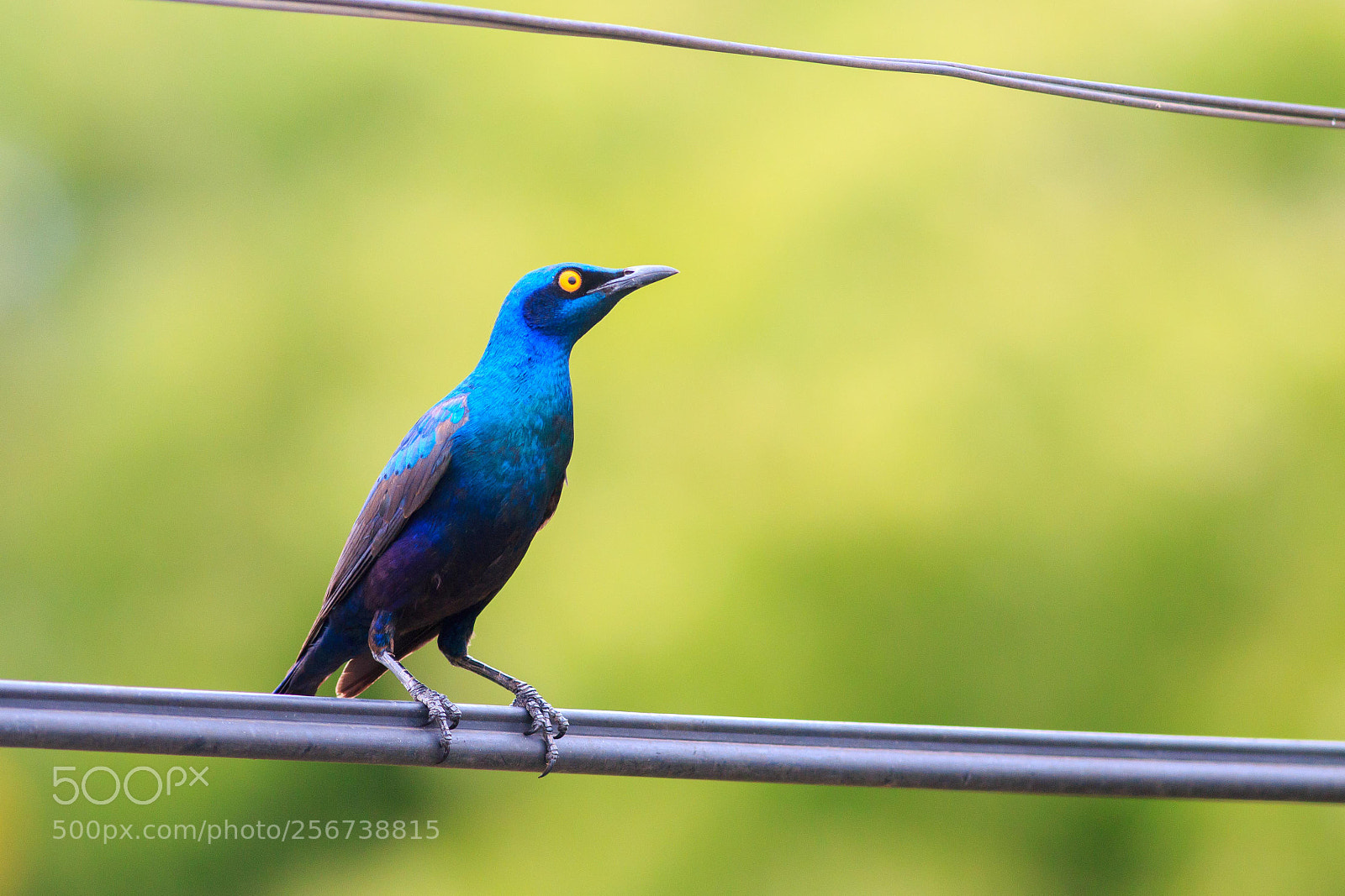 Canon EOS 70D sample photo. Purple glossy starling photography