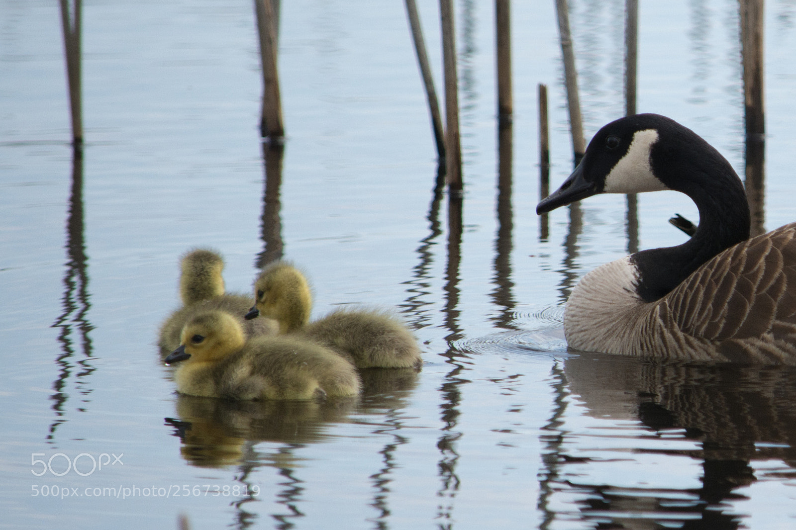 Nikon D7100 sample photo. Goose and hatchlings photography