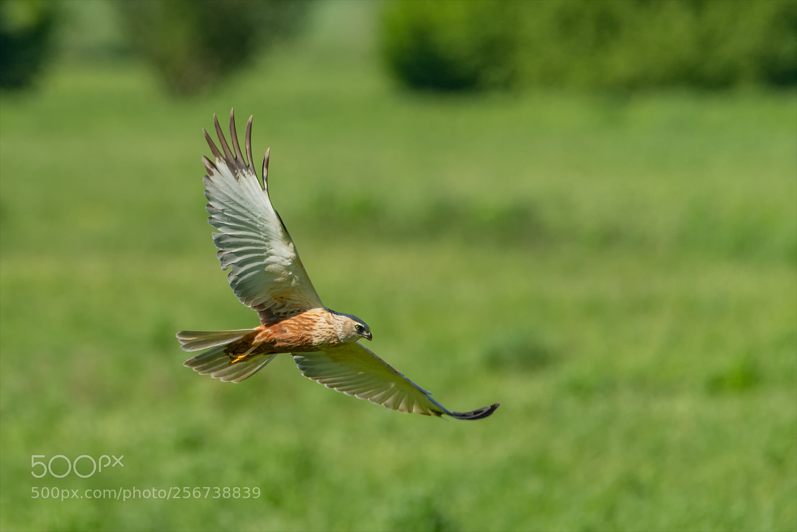 Nikon D850 sample photo. Western marsh harrier / rohrweihe photography