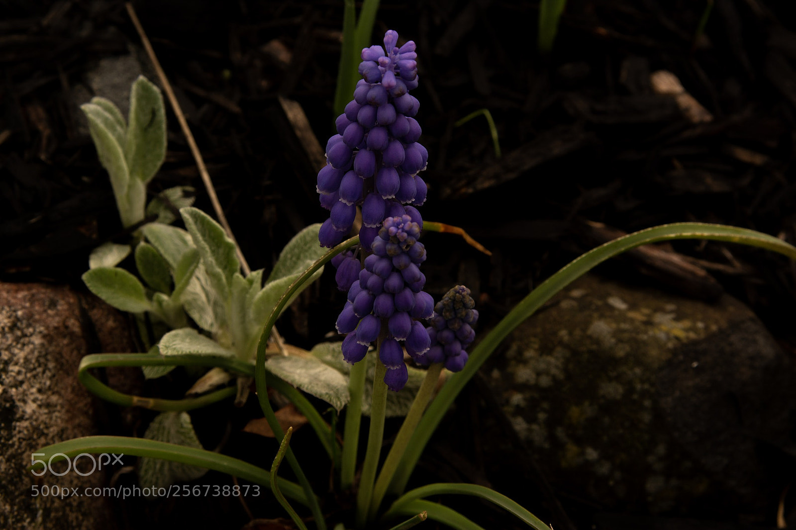 Nikon D5200 sample photo. Purple hyacinth photography