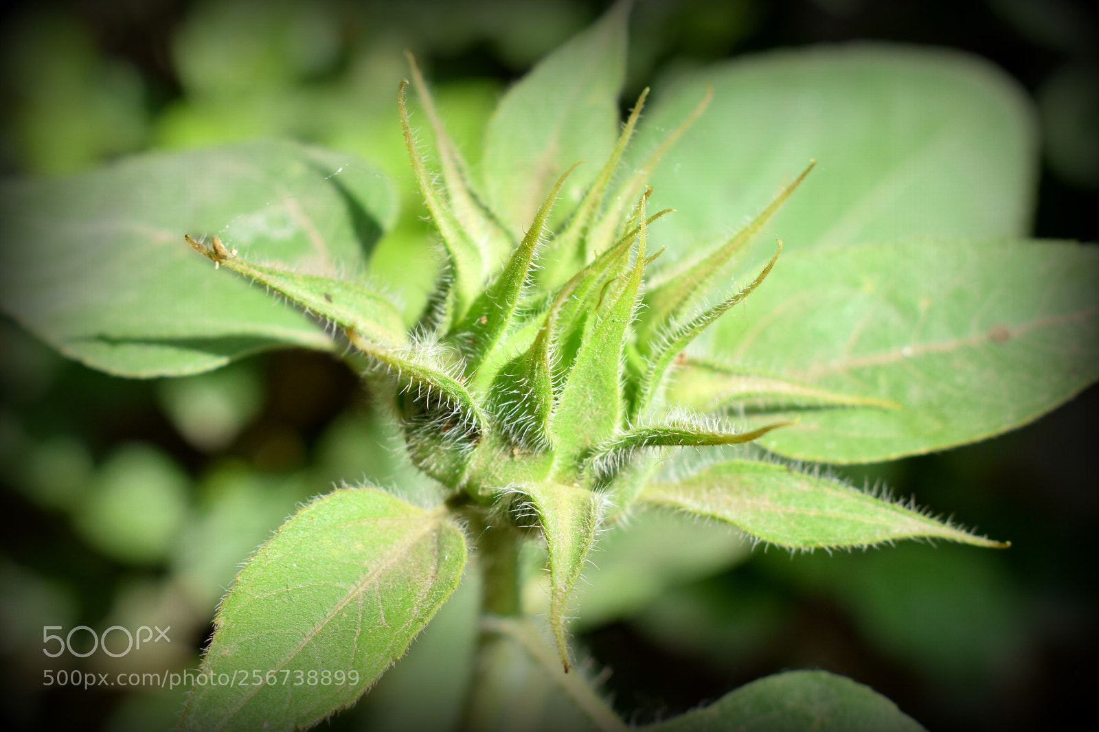 Nikon D3300 sample photo. Sun flower bud photography
