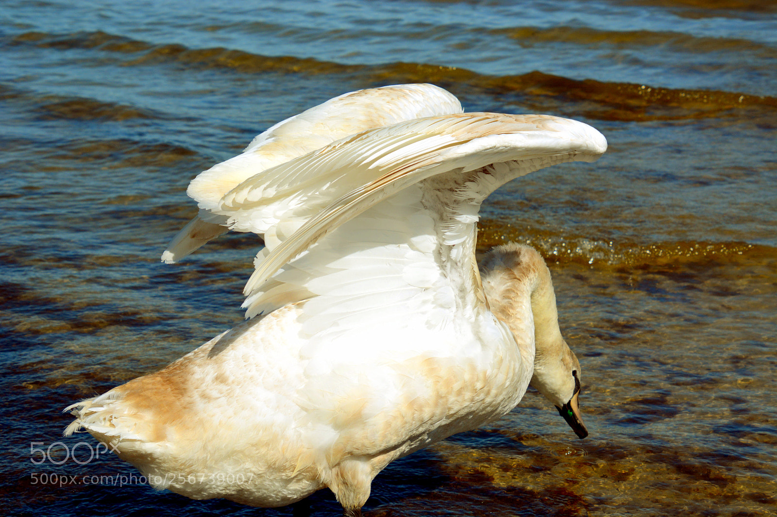 Nikon D5200 sample photo. Untitled. photography