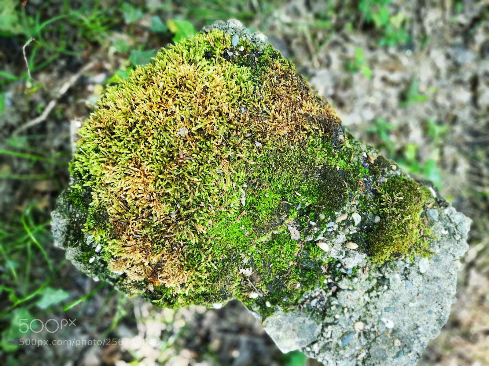 HUAWEI P20 sample photo. рок photography