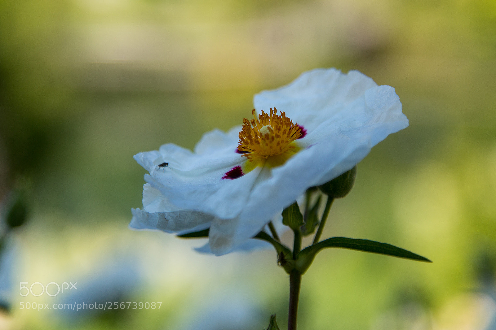 Canon EOS 6D sample photo. Untitled photography