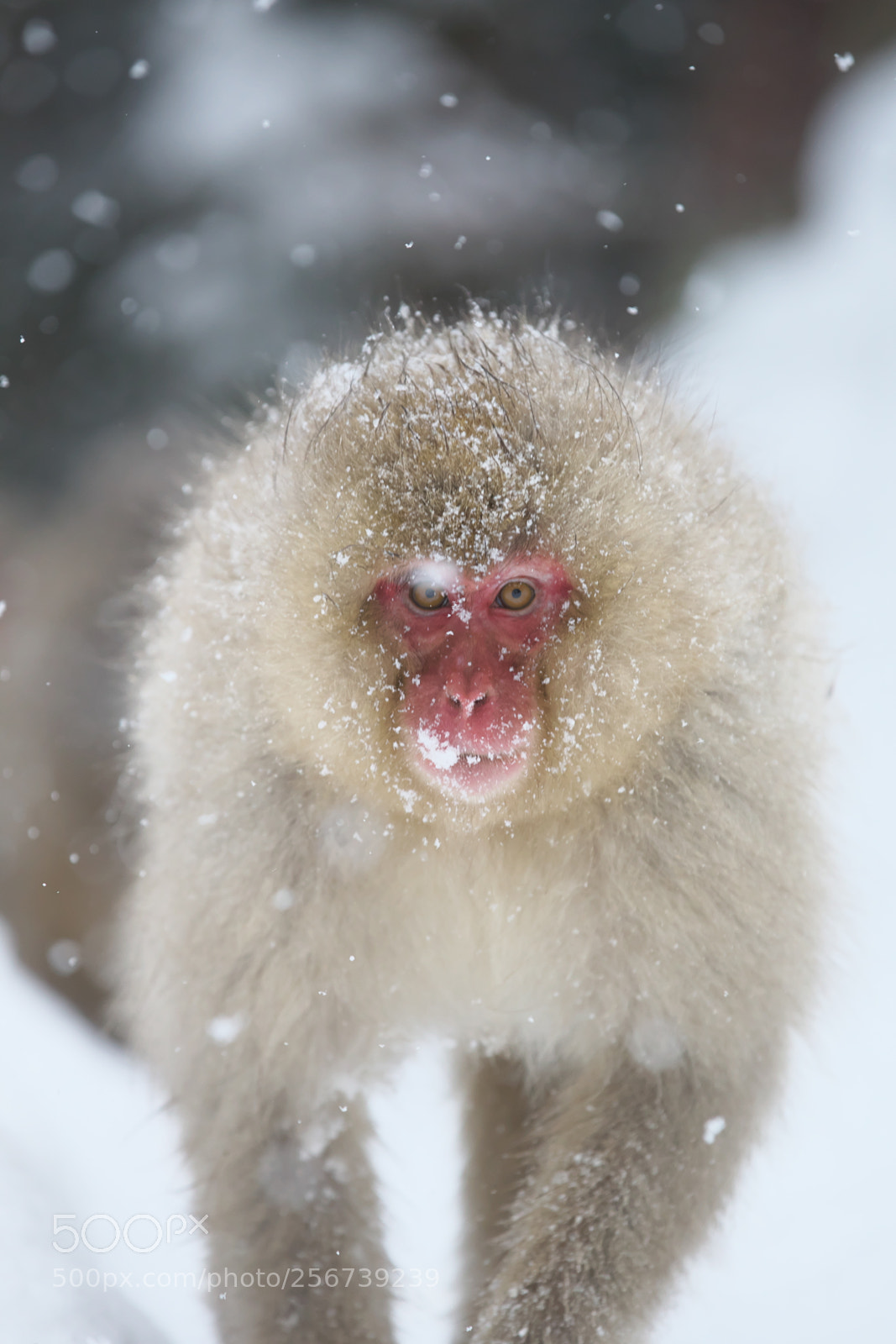 Canon EOS-1D X sample photo. Snow monkey photography