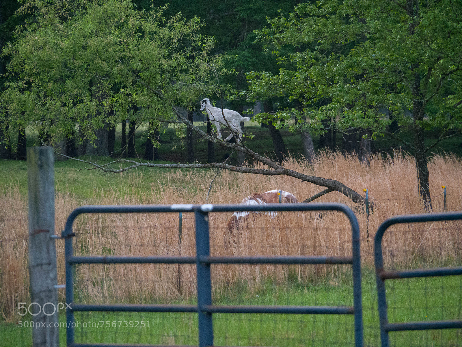 Panasonic Lumix DMC-G85 (Lumix DMC-G80) sample photo. Goat in a tree photography