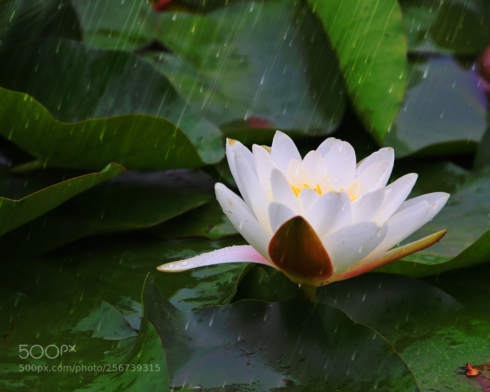 Canon EOS 80D sample photo. 雨打睡莲 photography