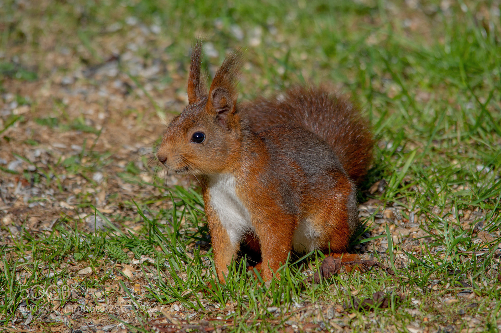 Nikon D7200 sample photo. Squirrel in my garden. photography
