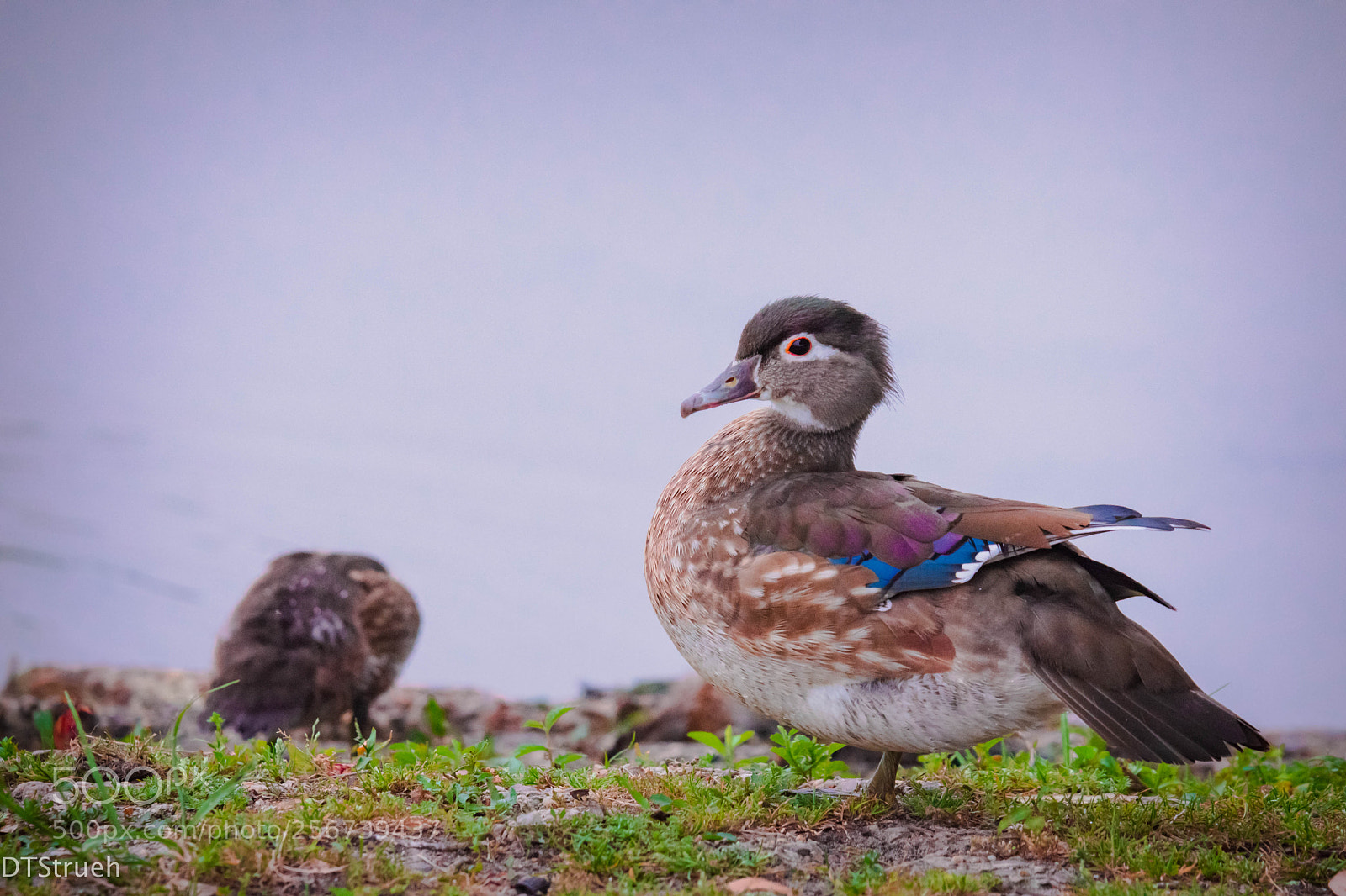 Nikon D7200 sample photo. Female wood duck photography