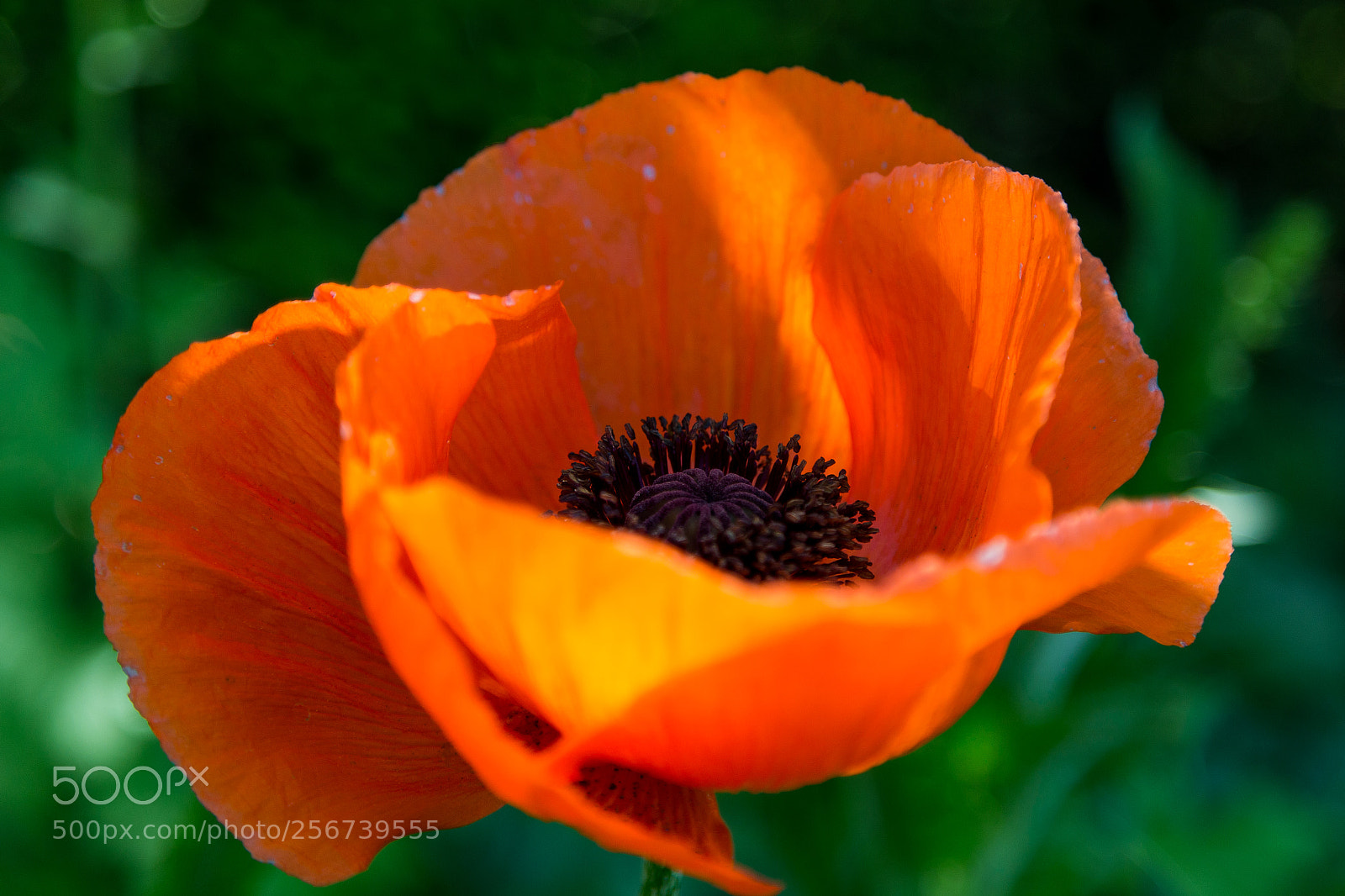 Canon EOS 6D sample photo. Untitled photography