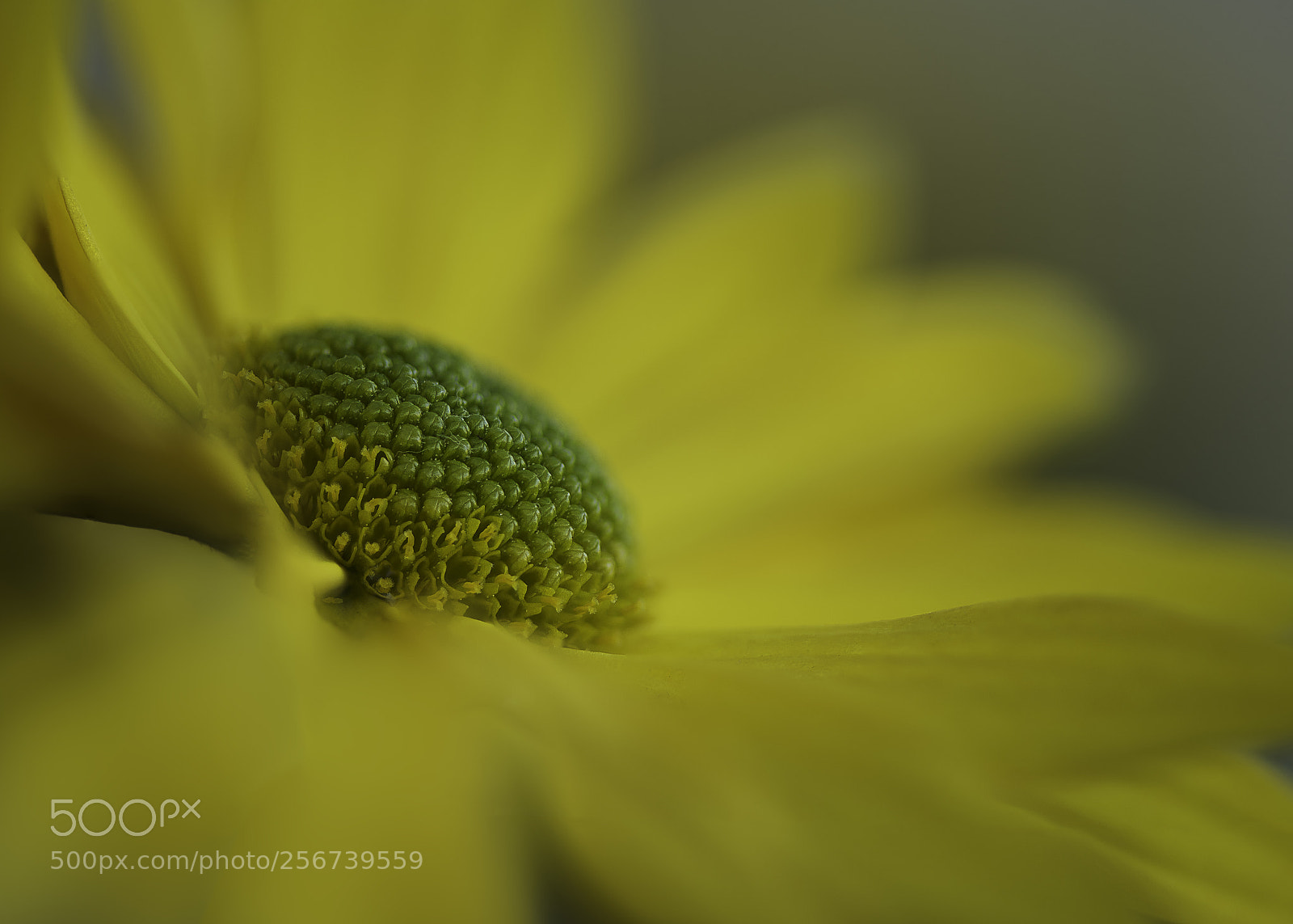 Nikon D810 sample photo. Yellow flower/macro photography