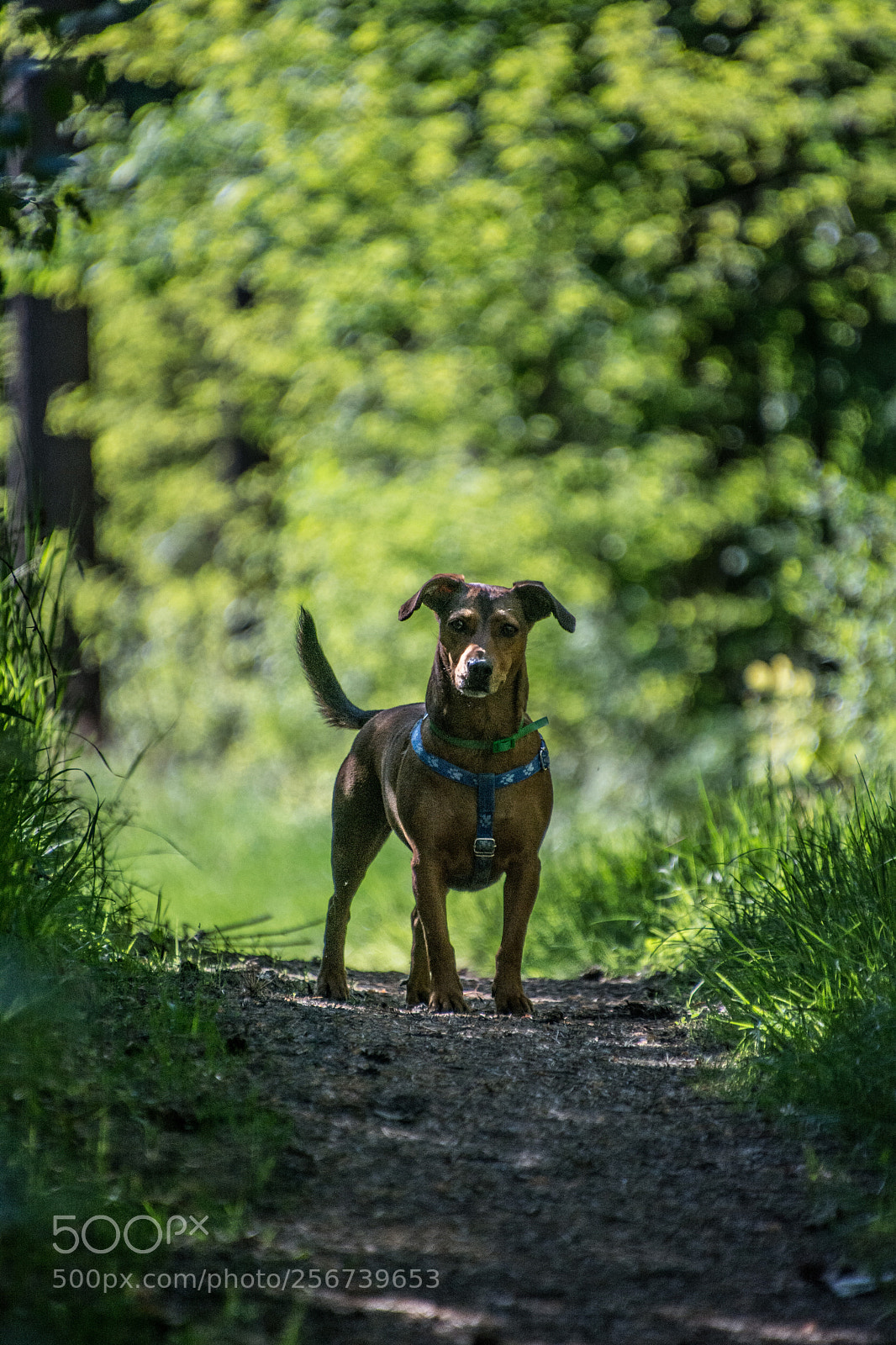 Nikon D7100 sample photo. Rodzyn 6.5.2018 photography