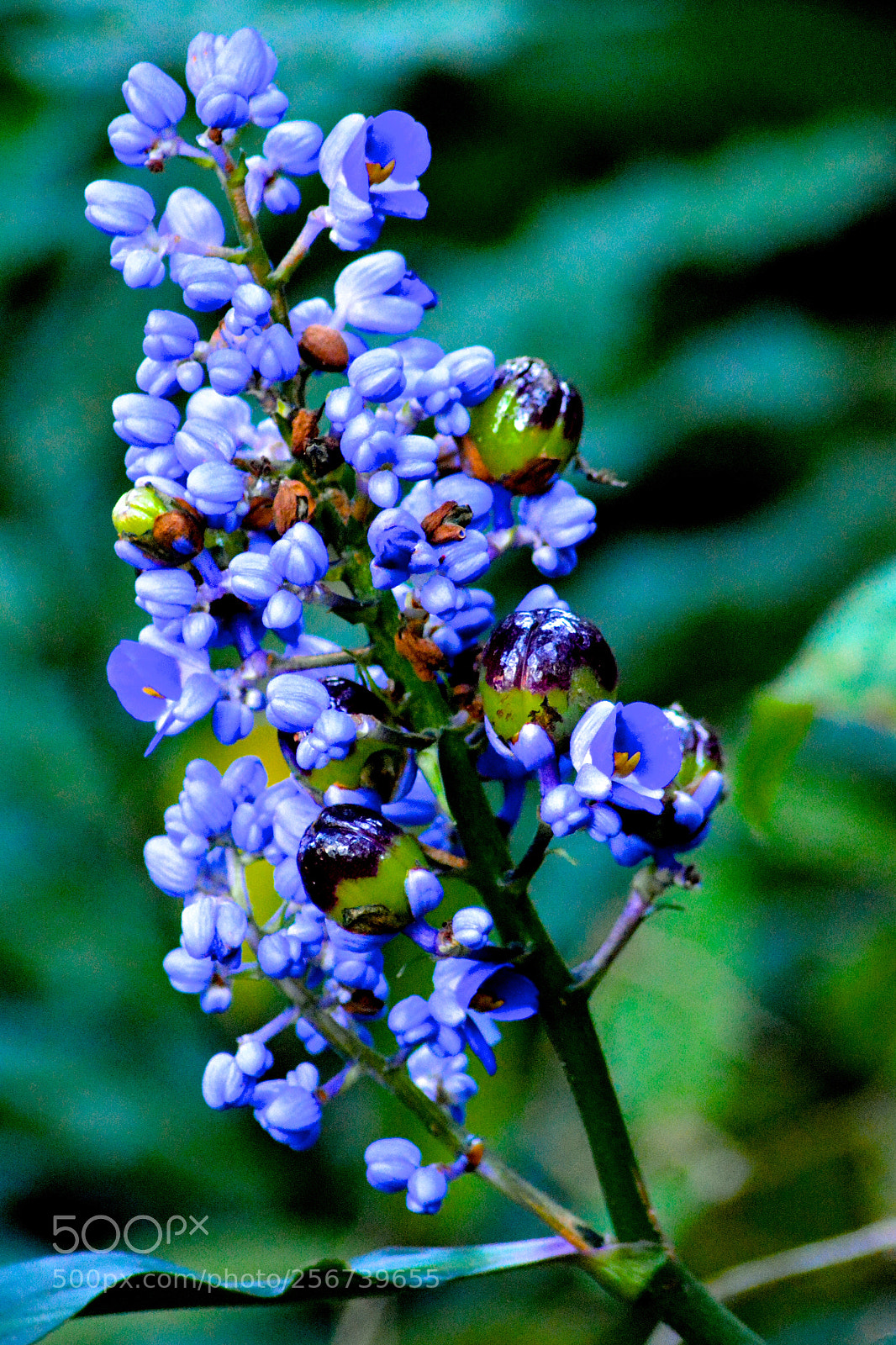 Nikon D7100 sample photo. Wild flower in bloom photography