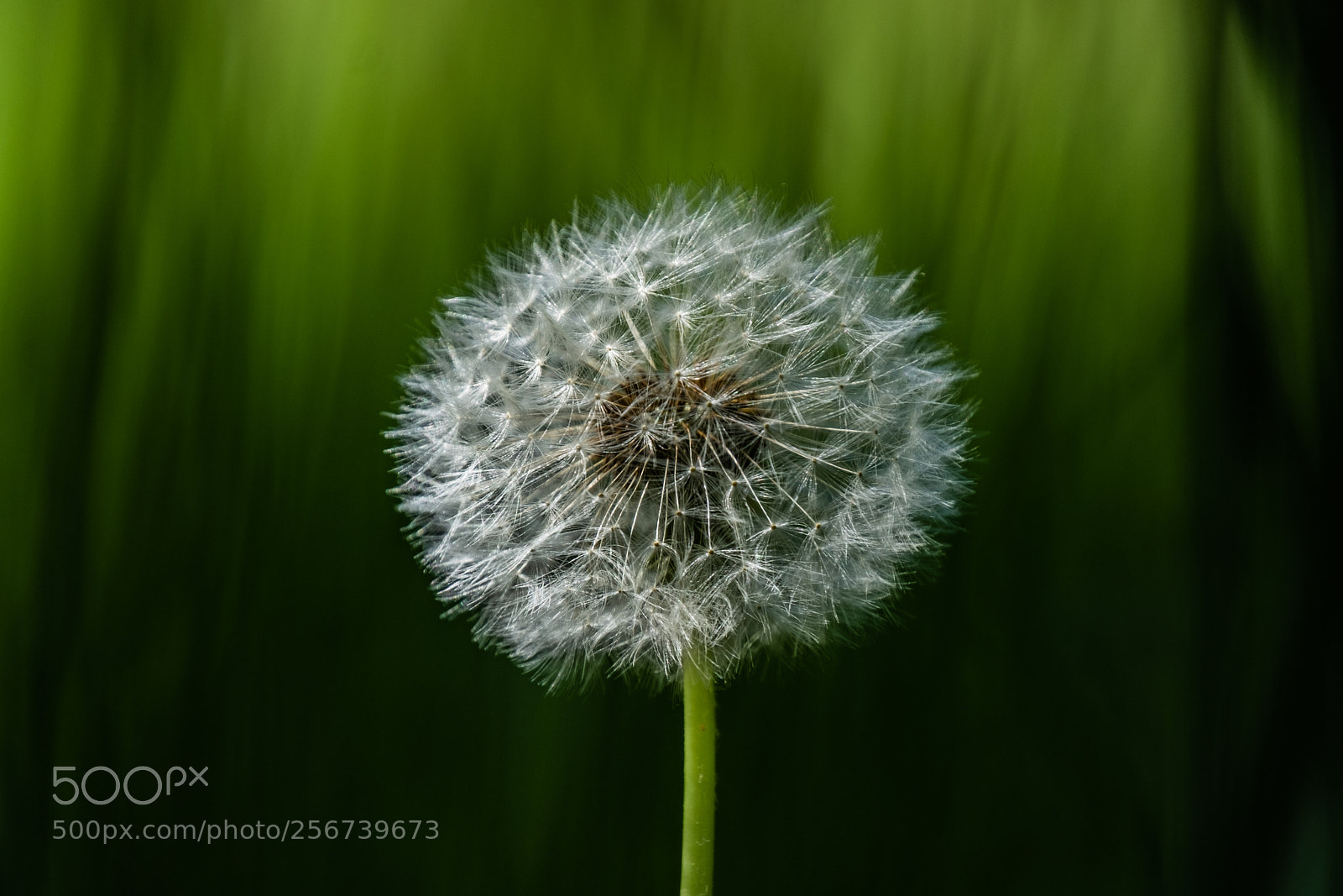 Fujifilm X-T2 sample photo. Löwenzahn photography