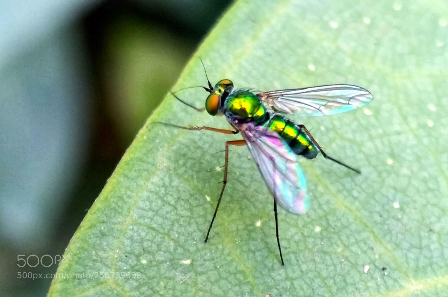 Xiaomi Redmi 3S sample photo. A tiny beauty ! photography