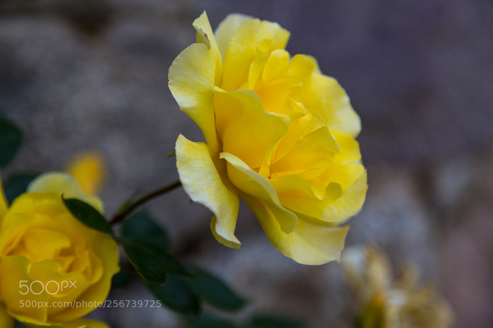 Canon EOS 6D sample photo. Untitled photography