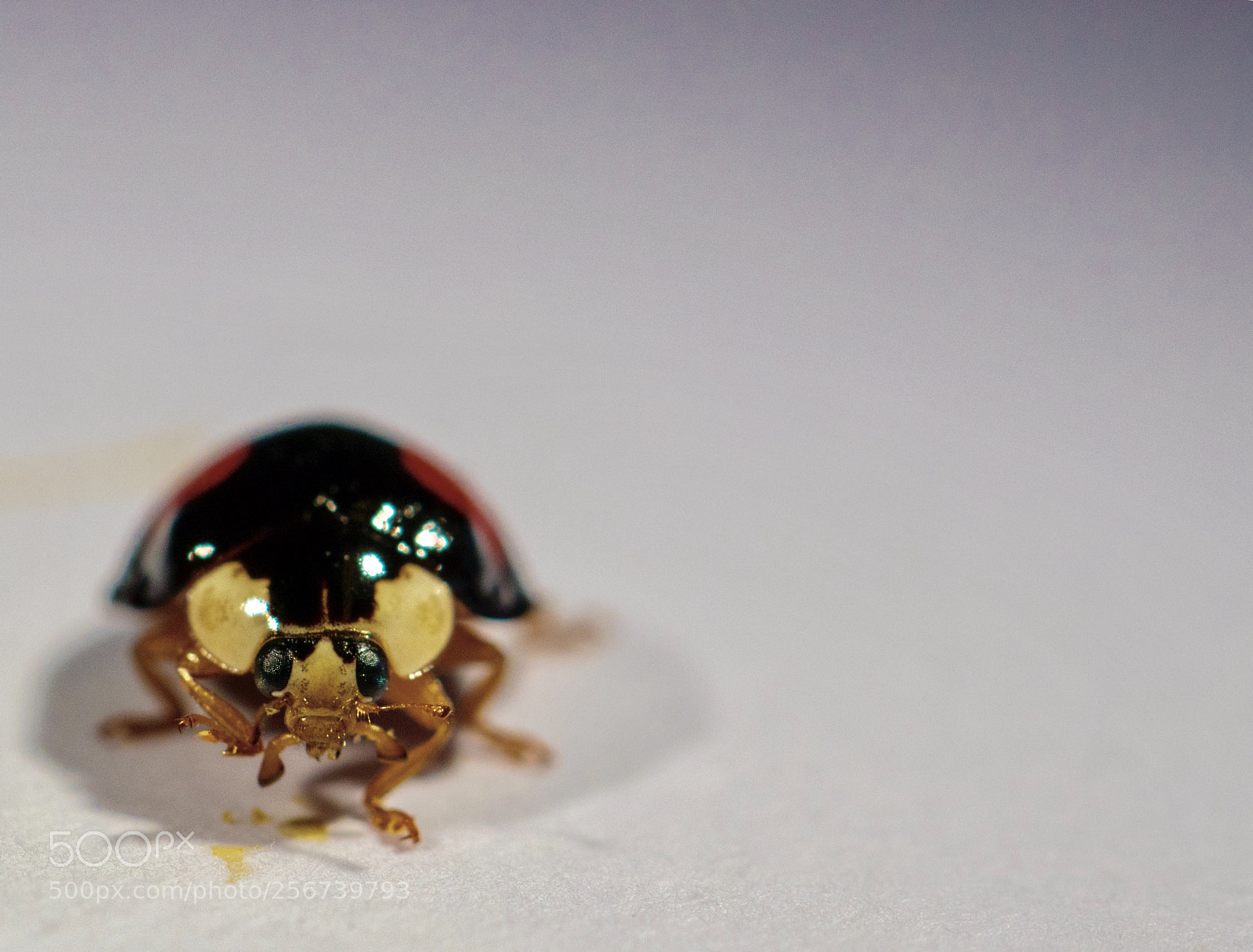 Canon EOS 77D (EOS 9000D / EOS 770D) sample photo. Ladybug photography