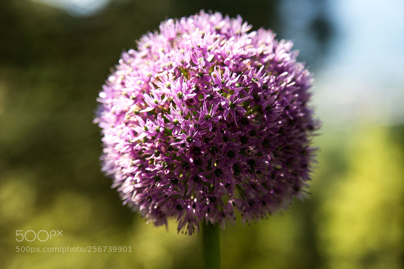 Canon EOS 6D sample photo. Untitled photography