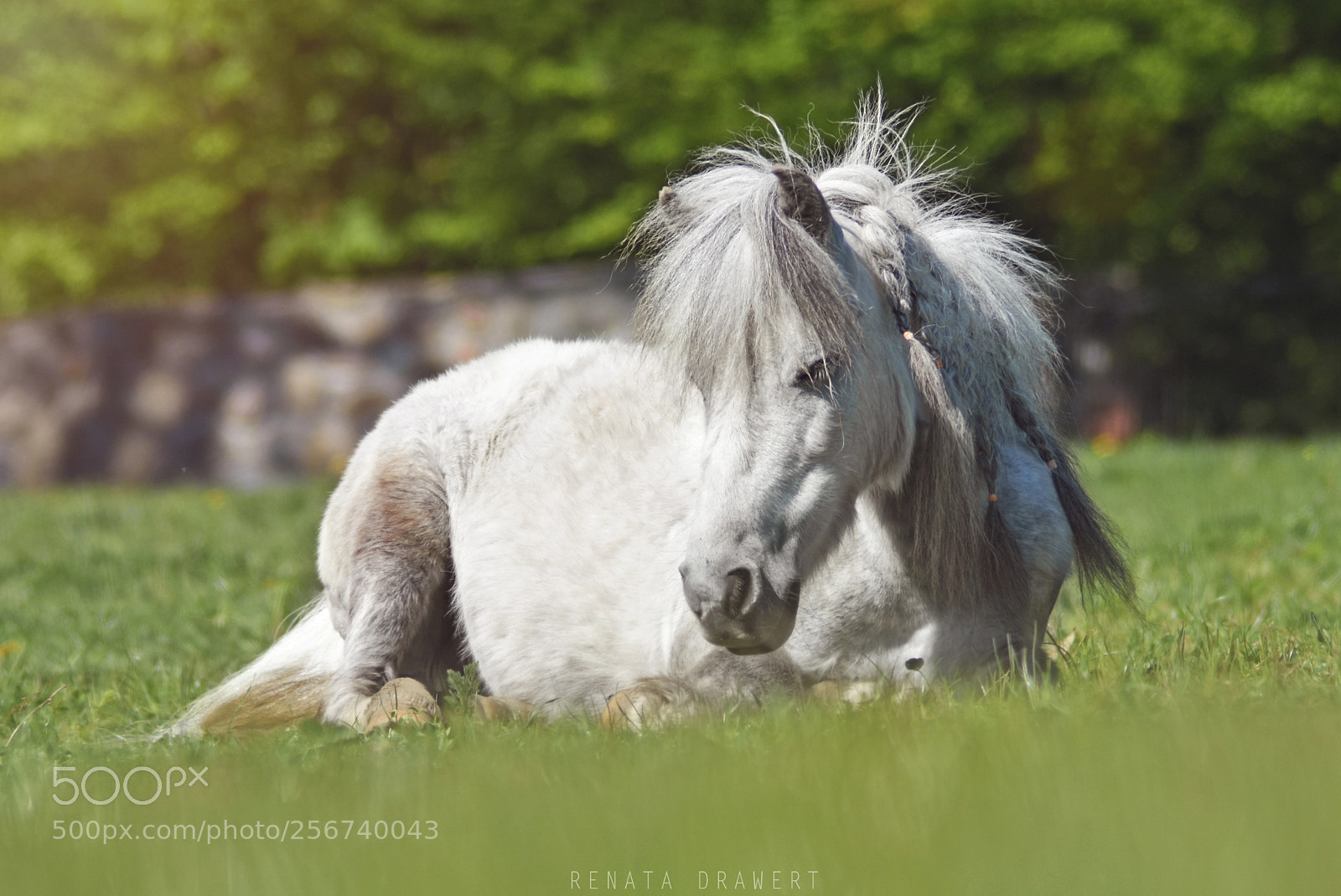 Nikon D7200 sample photo. Spring pony photography