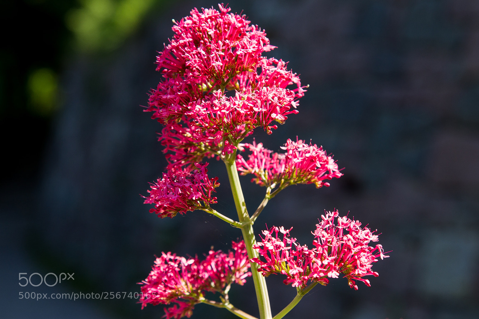 Canon EOS 6D sample photo. Untitled photography
