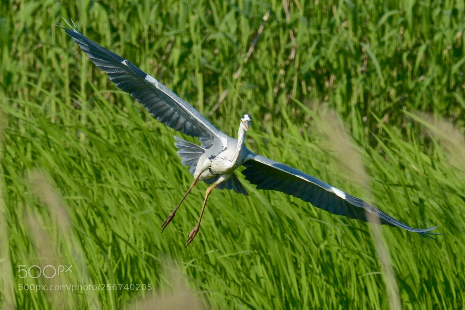Nikon D7100 sample photo. Gray heron photography