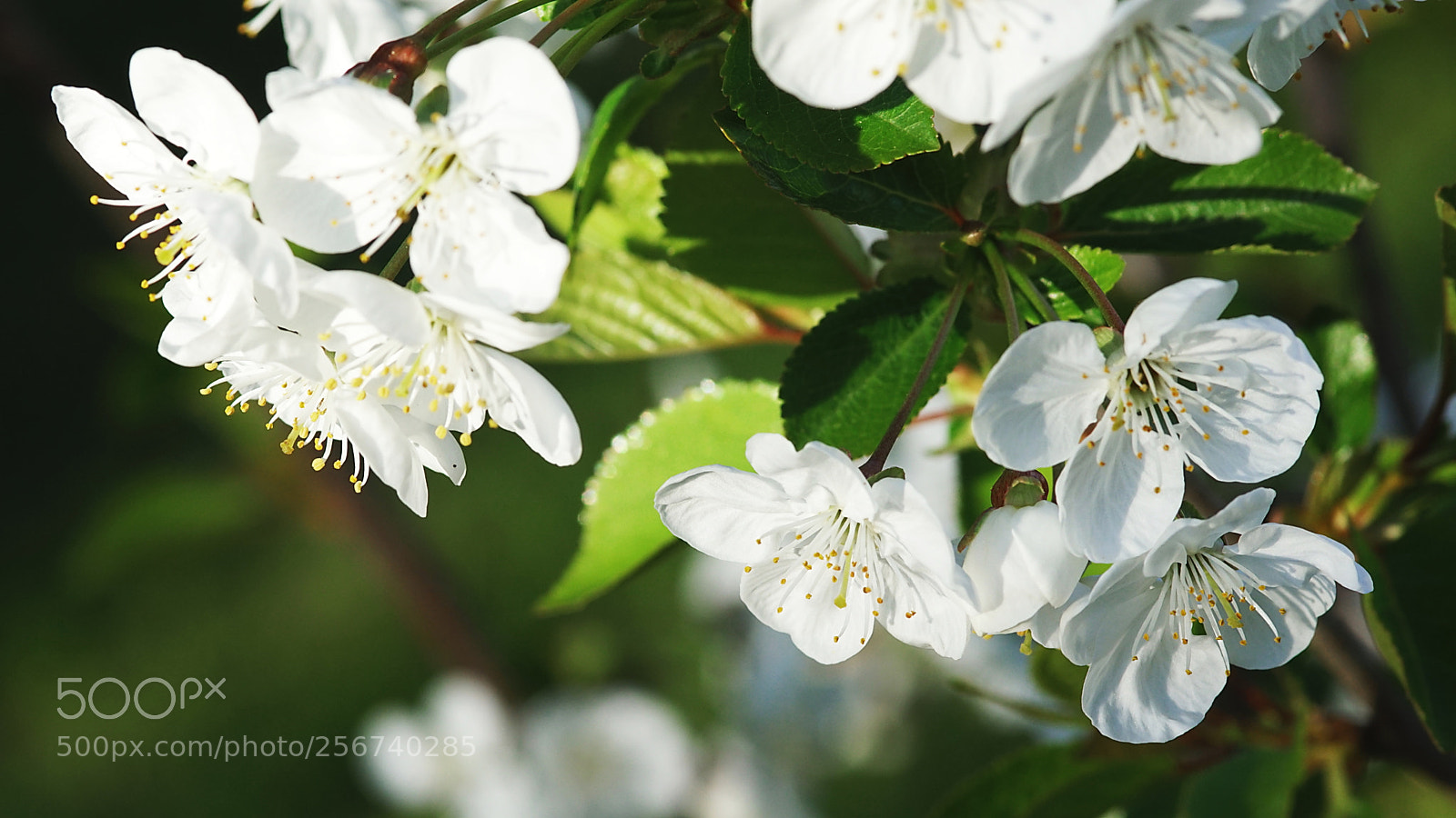 Sony SLT-A68 sample photo. Der mai ist gekommen photography