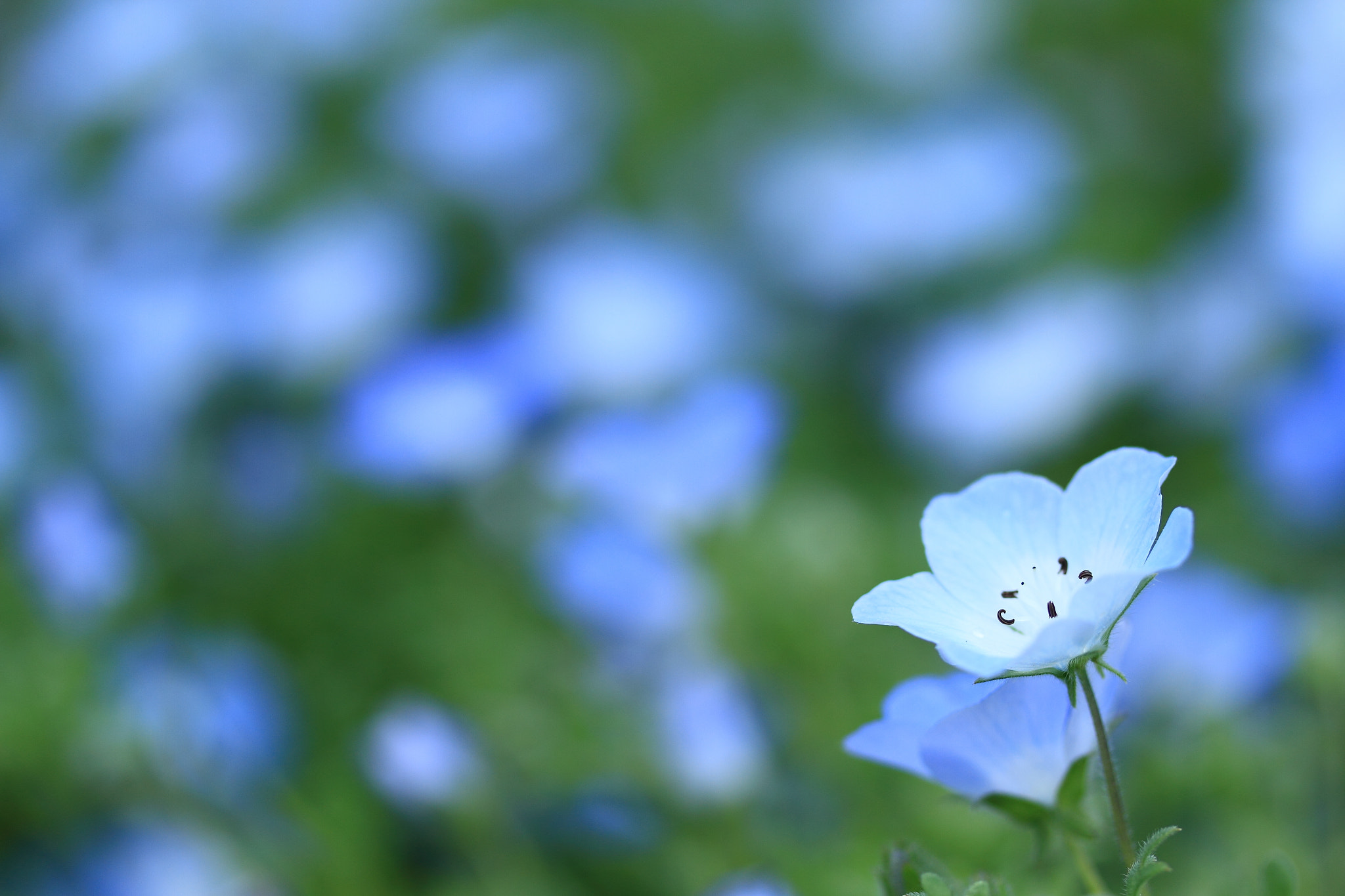Canon EF-S 60mm F2.8 Macro USM sample photo. ｆｌｏｗｅｒ photography