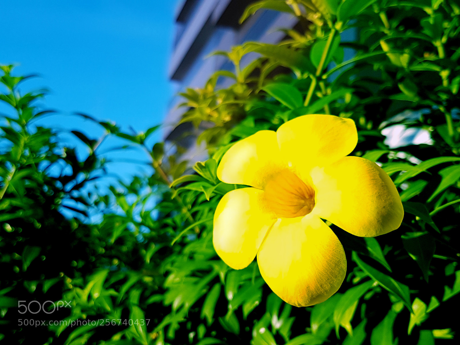 Samsung Galaxy S7 sample photo. Yellow and blue photography