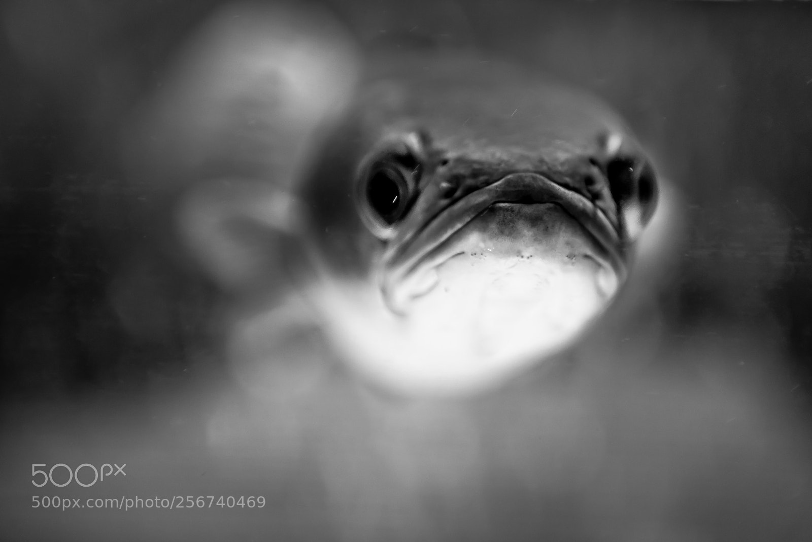 Nikon D750 sample photo. Striped snakehead fish photography