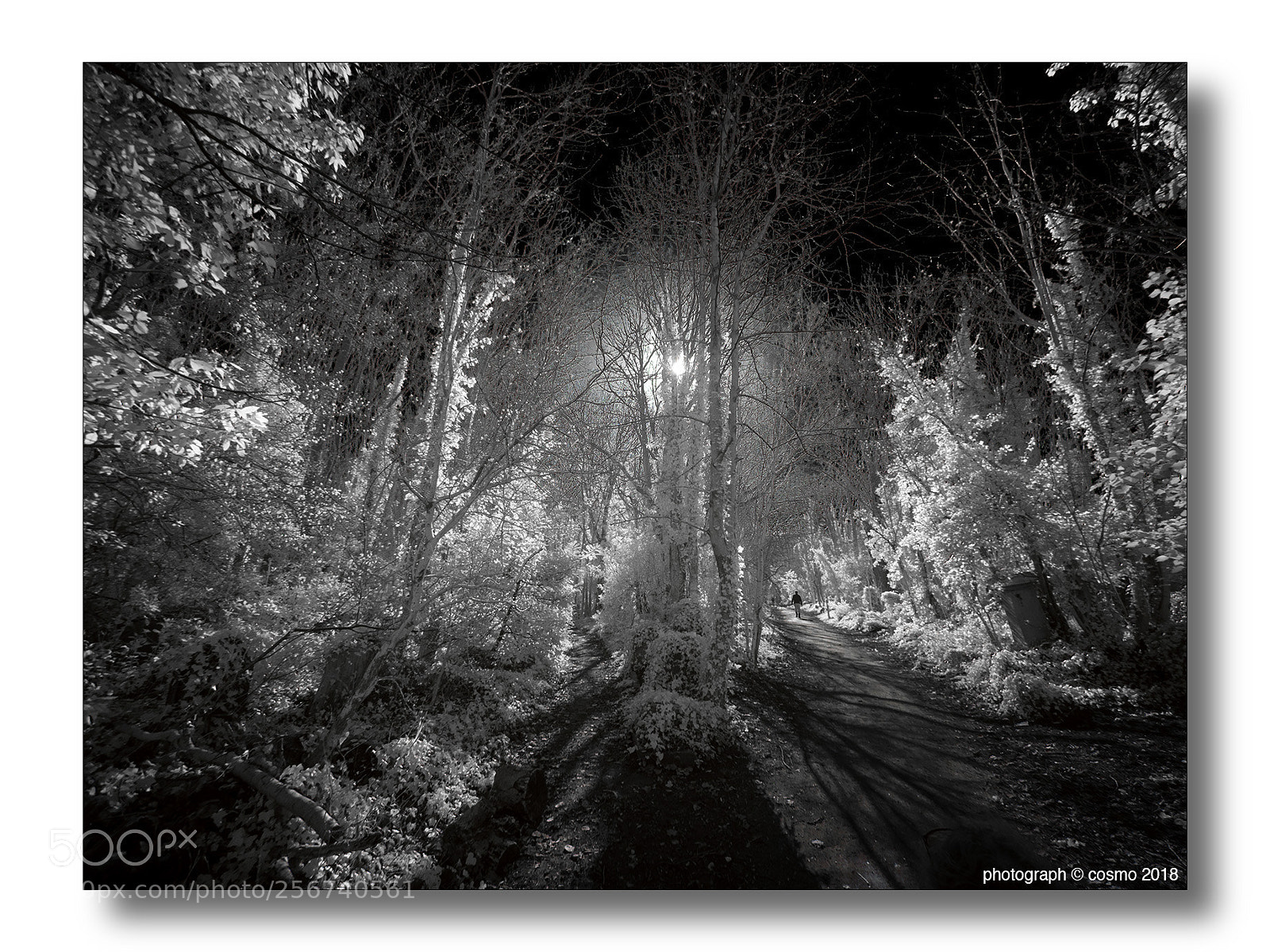Panasonic Lumix DMC-GX8 sample photo. Abney park cemetery 7 photography