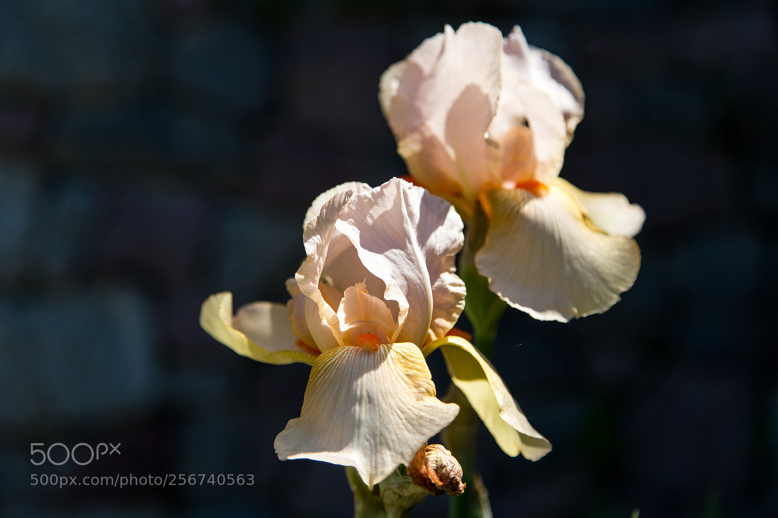 Canon EOS 6D sample photo. Untitled photography