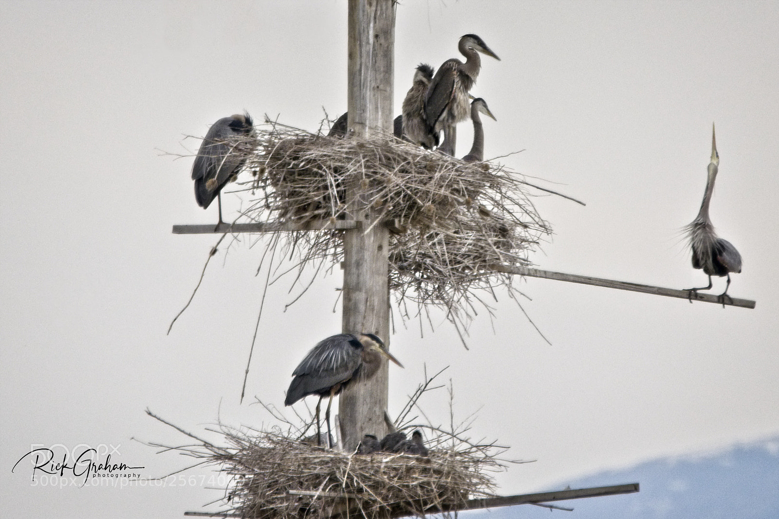 Canon EOS 80D sample photo. Great blue heron rookery photography