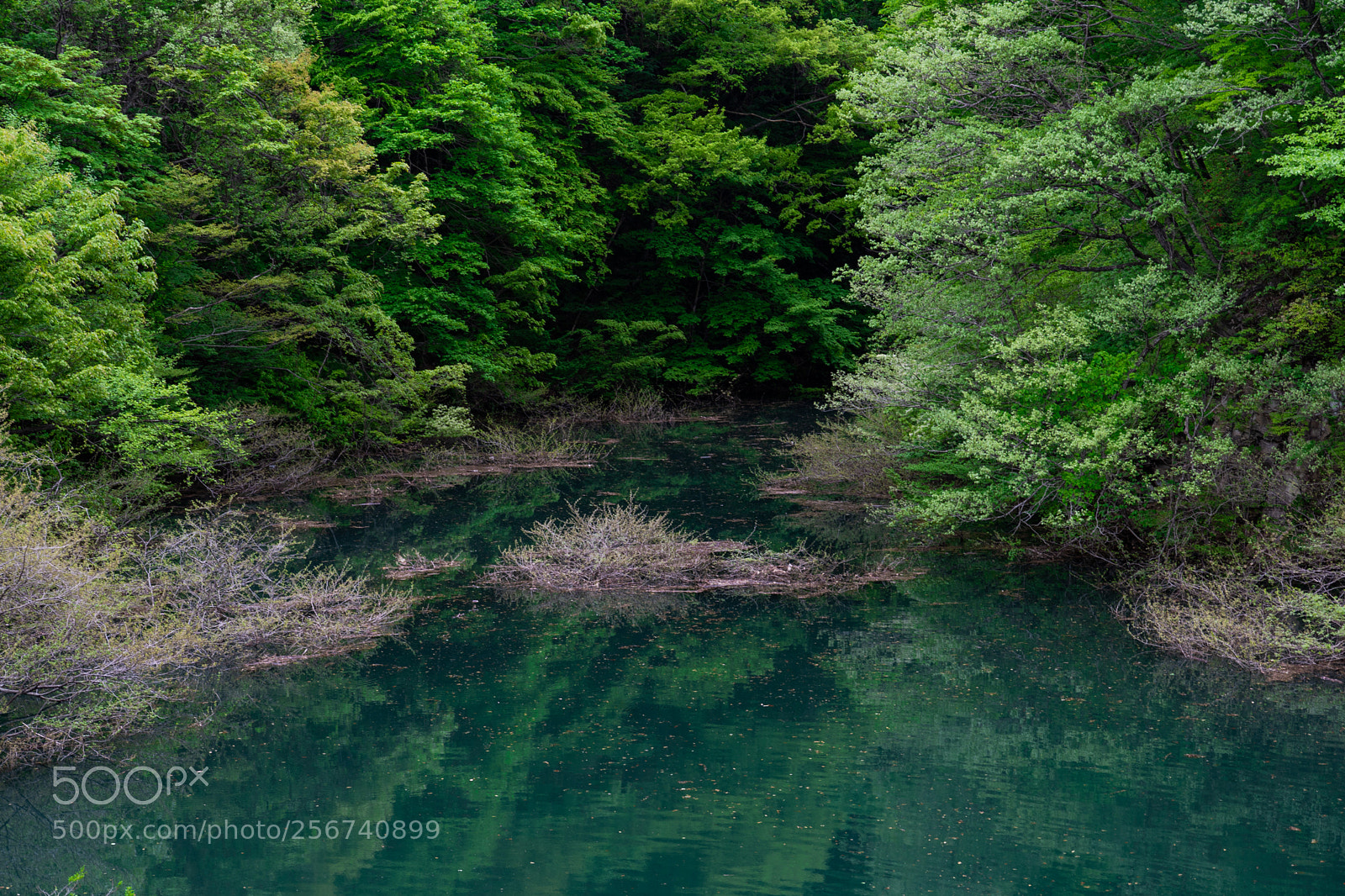 Sony a7 III sample photo. Green photography