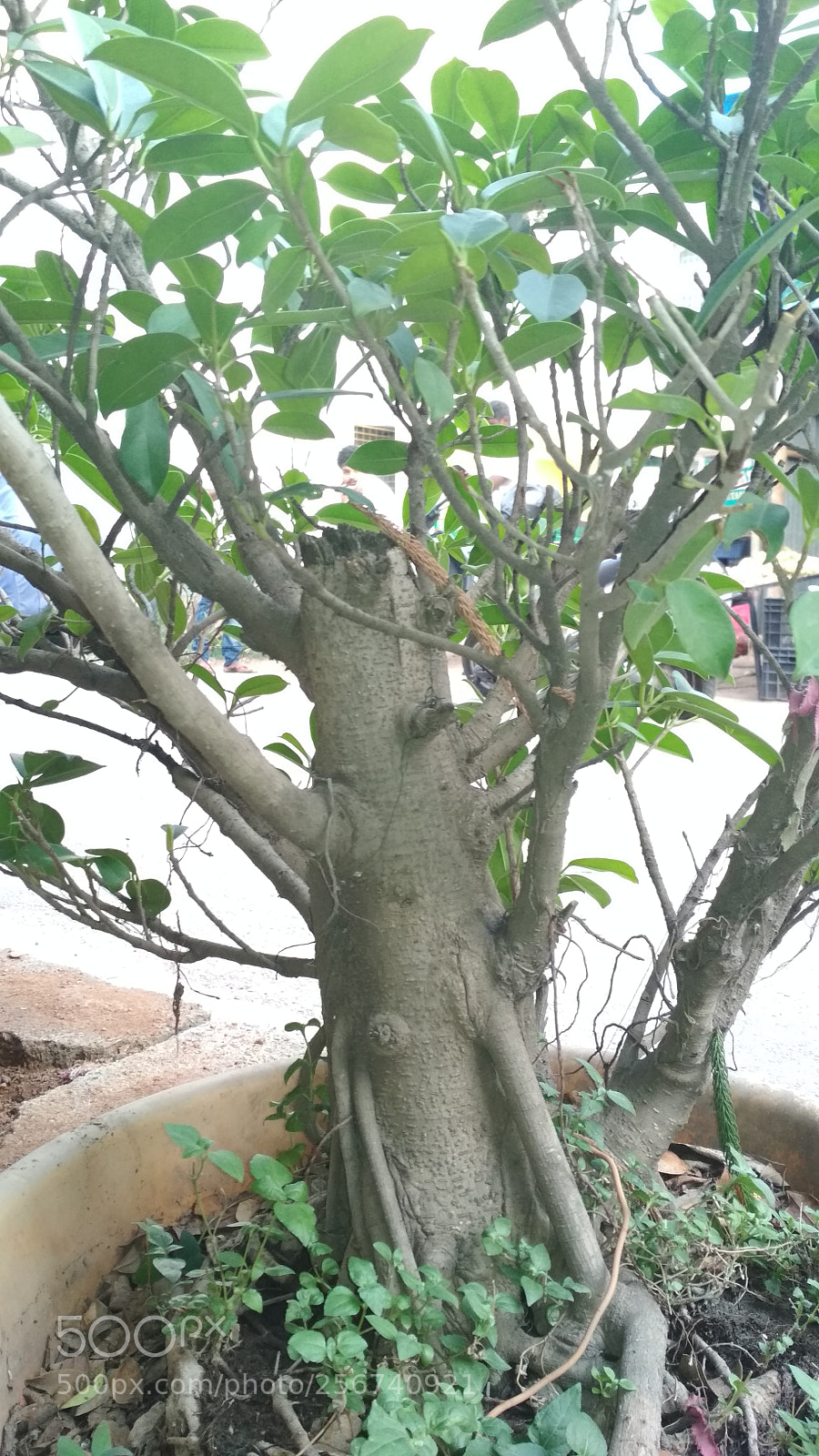 Xiaomi Redmi 4 Pro sample photo. Untitled photography