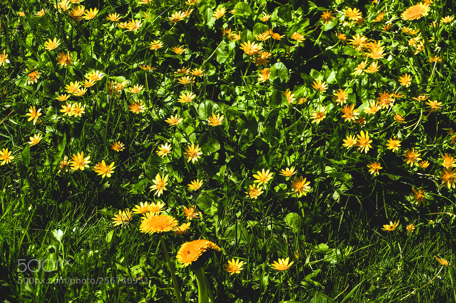 Panasonic Lumix DMC-FZ1000 sample photo. Glade of colors photography