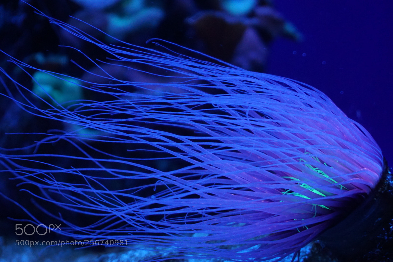 Sony a6000 sample photo. Palma aquarium photography