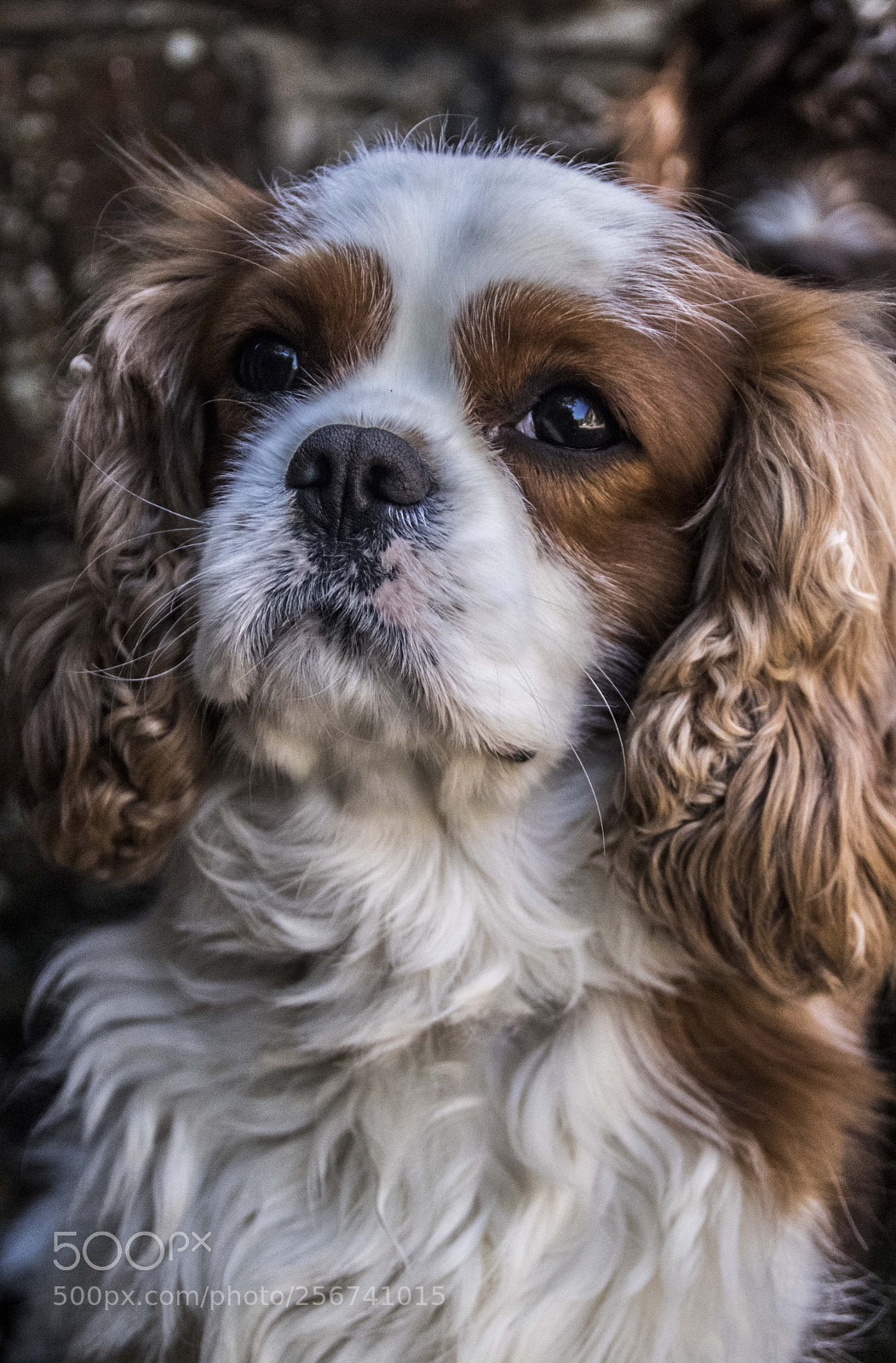 Canon EOS 800D (EOS Rebel T7i / EOS Kiss X9i) sample photo. (edit) photography
