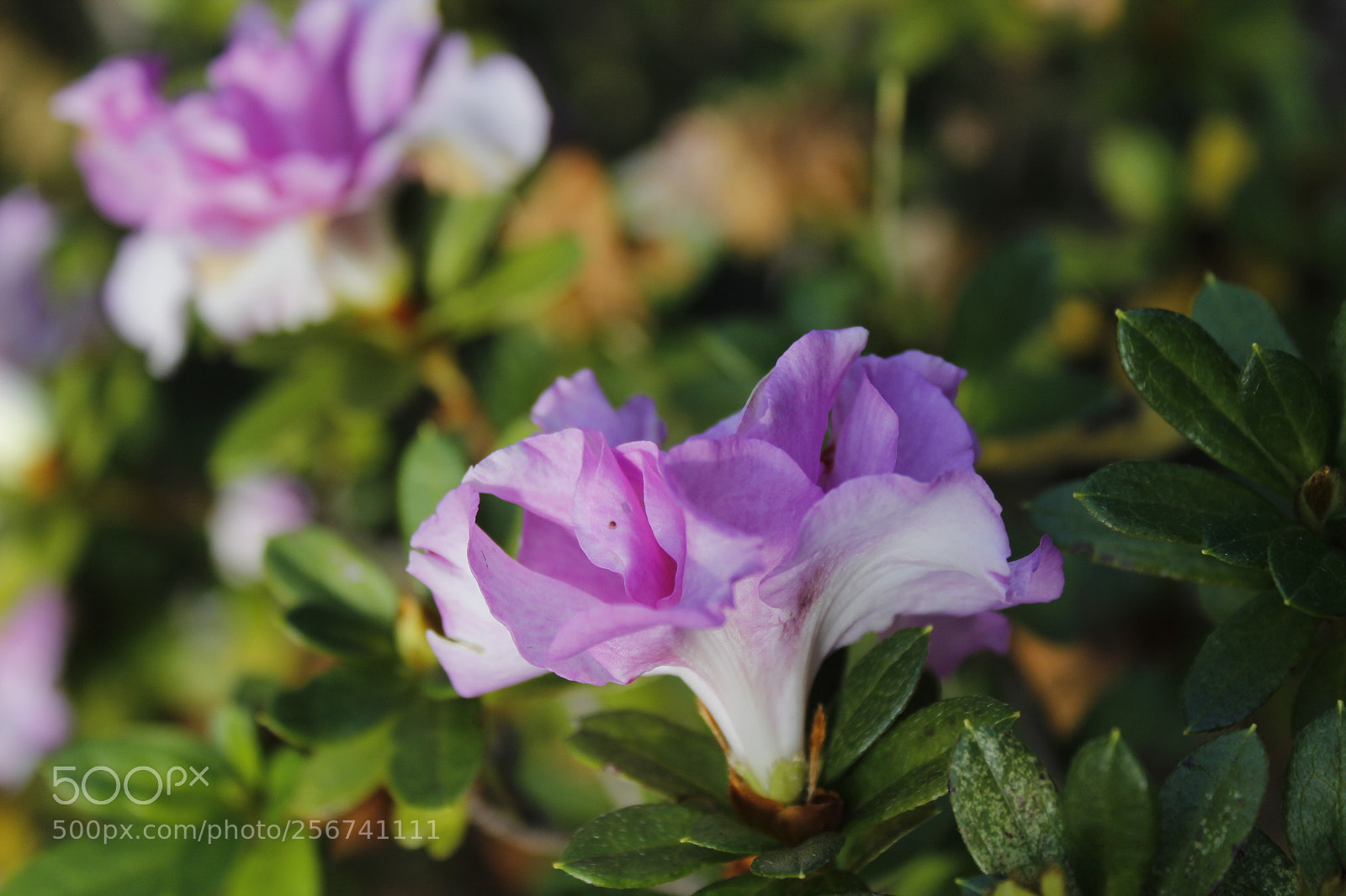 Canon EOS 1200D (EOS Rebel T5 / EOS Kiss X70 / EOS Hi) sample photo. Mg photography
