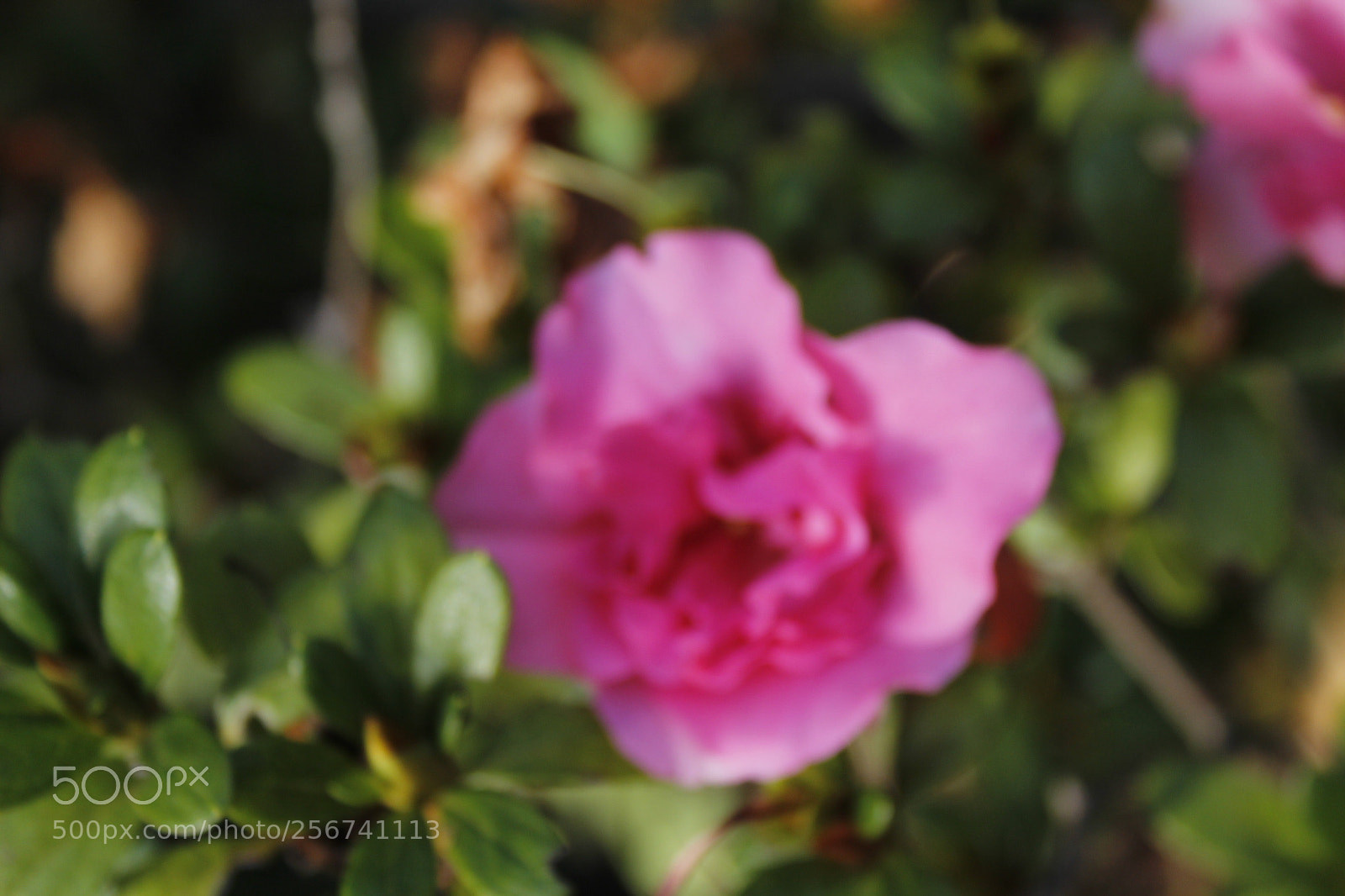 Canon EOS 1200D (EOS Rebel T5 / EOS Kiss X70 / EOS Hi) sample photo. Mg photography