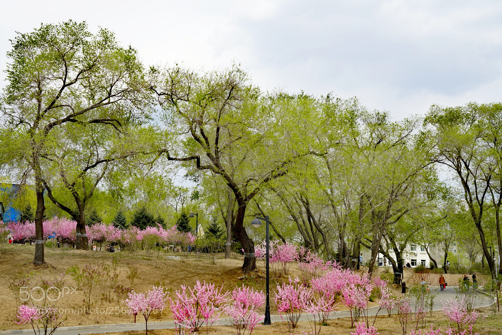 Sony a7R II sample photo. 园 photography