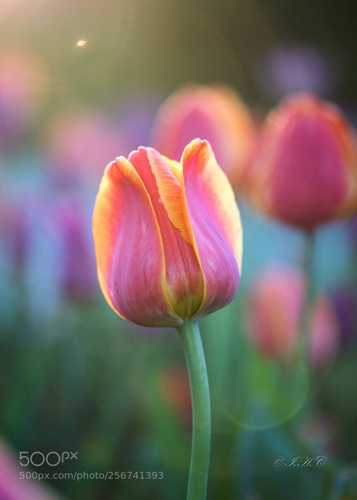 Nikon D850 sample photo. Beauty  photography